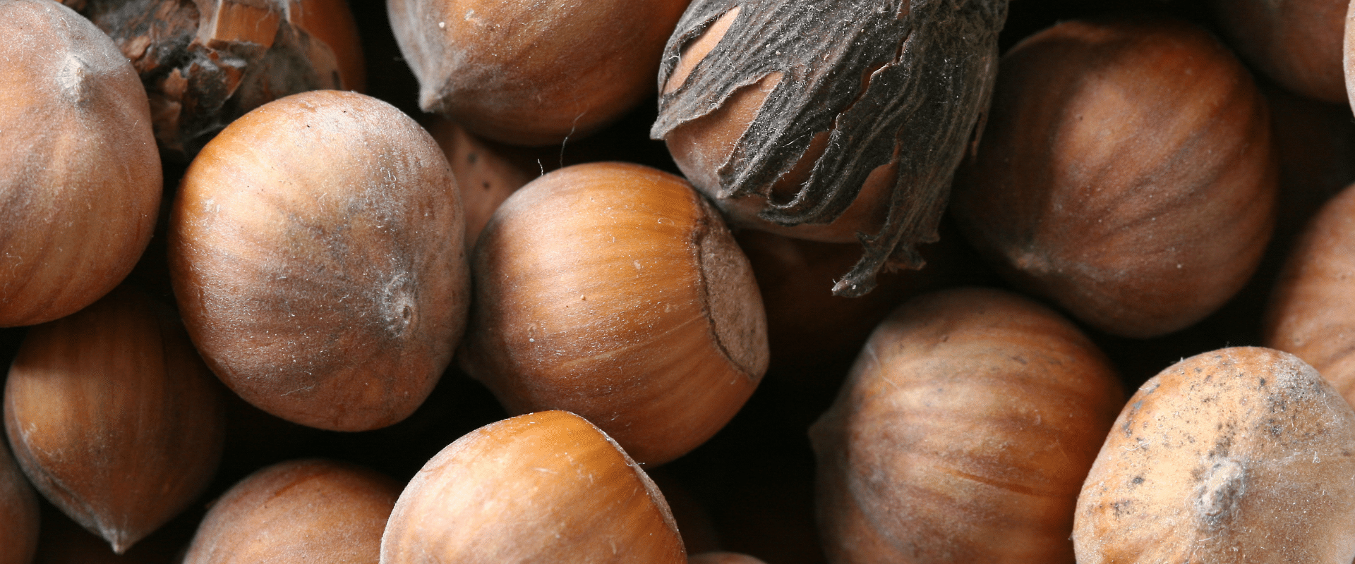 Hazelnuts