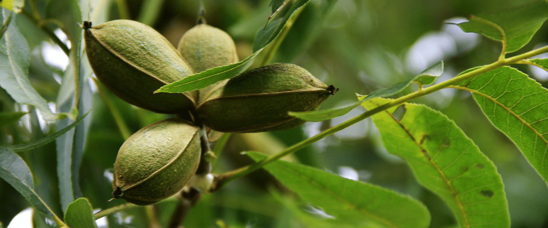 Inshell Pecans