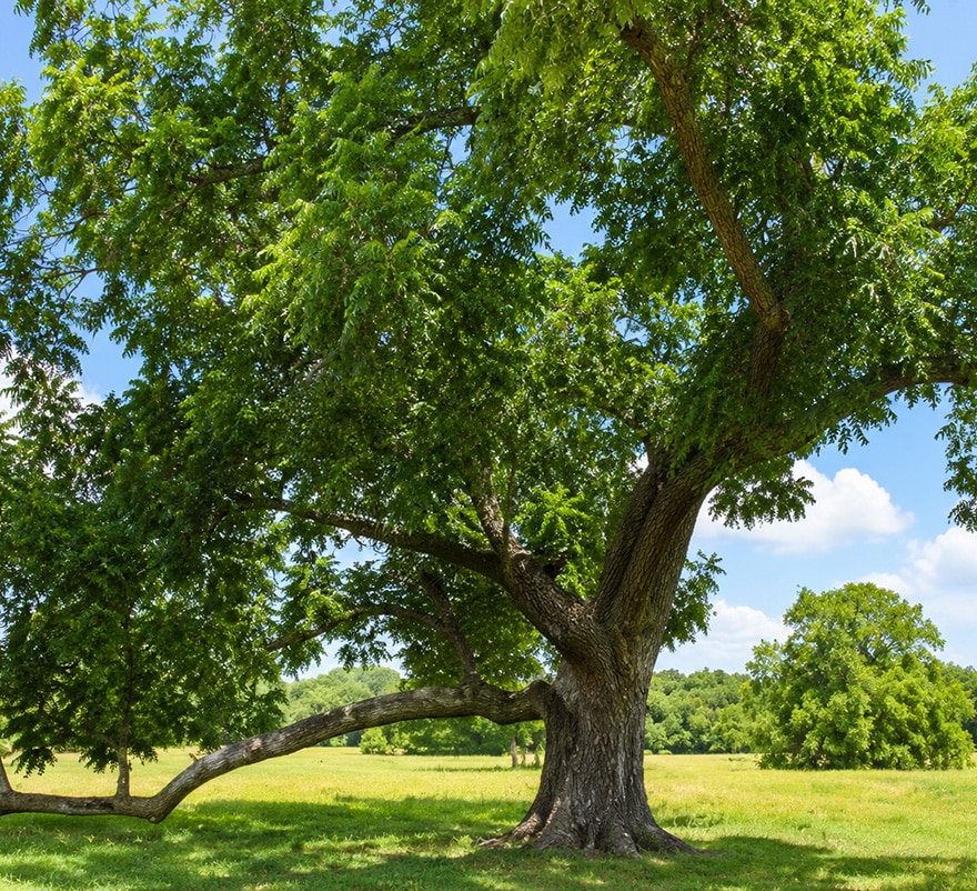 pecan-tree